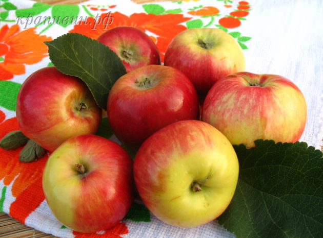 купить саженцы яблони в Екатеринбурге