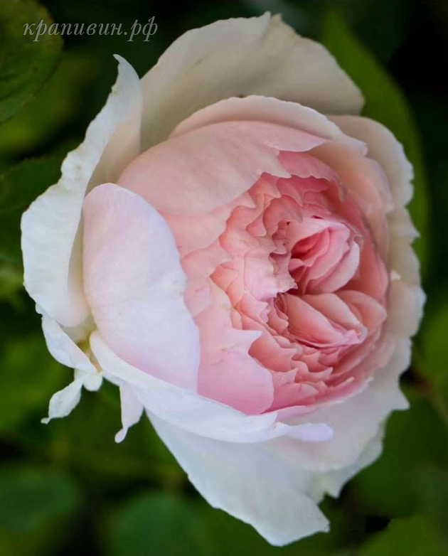 роза The Wedgwood Rose/ Вэджвуд Роуз купить