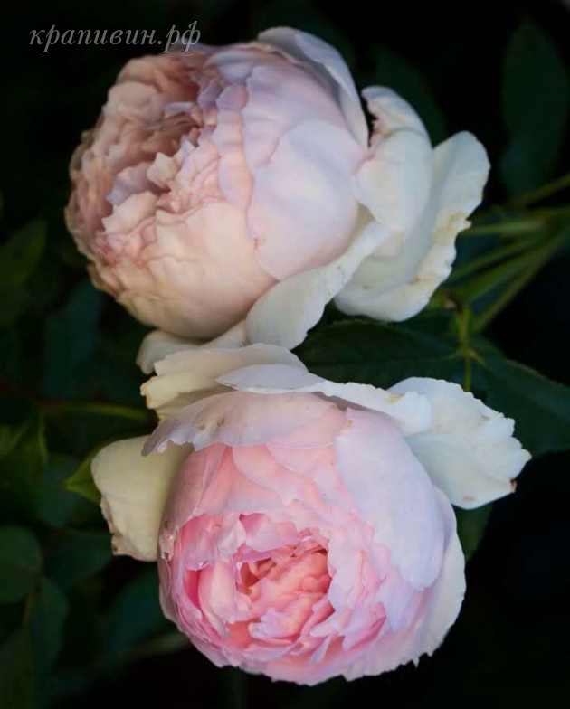 роза The Wedgwood Rose купить в Екатеринбурге