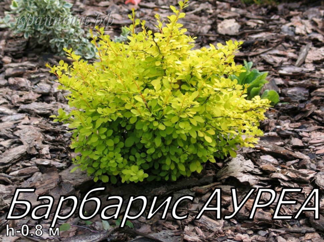 Барбарис Аурея