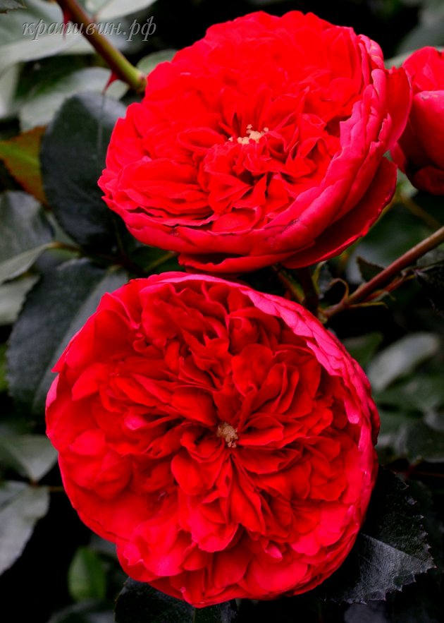 Зимостойкие розы Кордеса