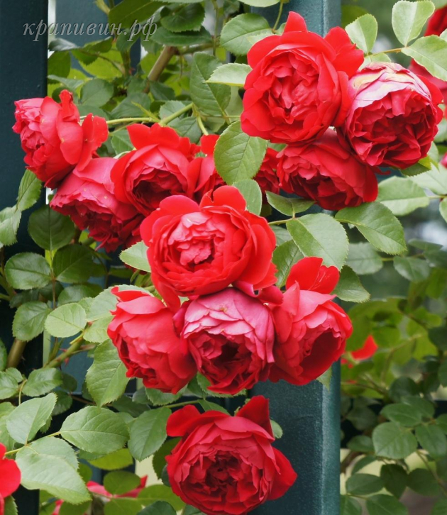 Красные плетистые розы