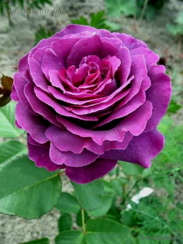 саженцы фиолетовых роз купить