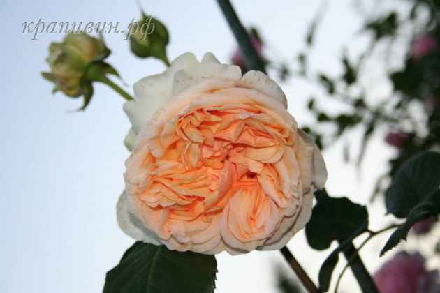 Apricot Sky плетистая роза саженцы купить