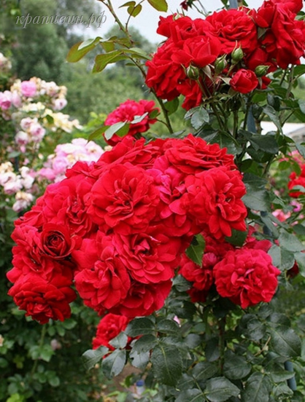 саженцы роз в Екатеринбурге купить