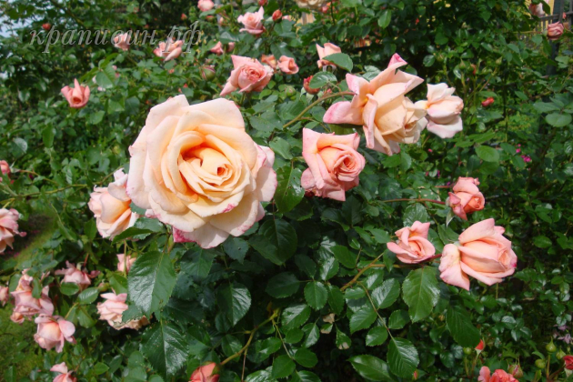 саженцы роз Barock купить в Екатеринбурге