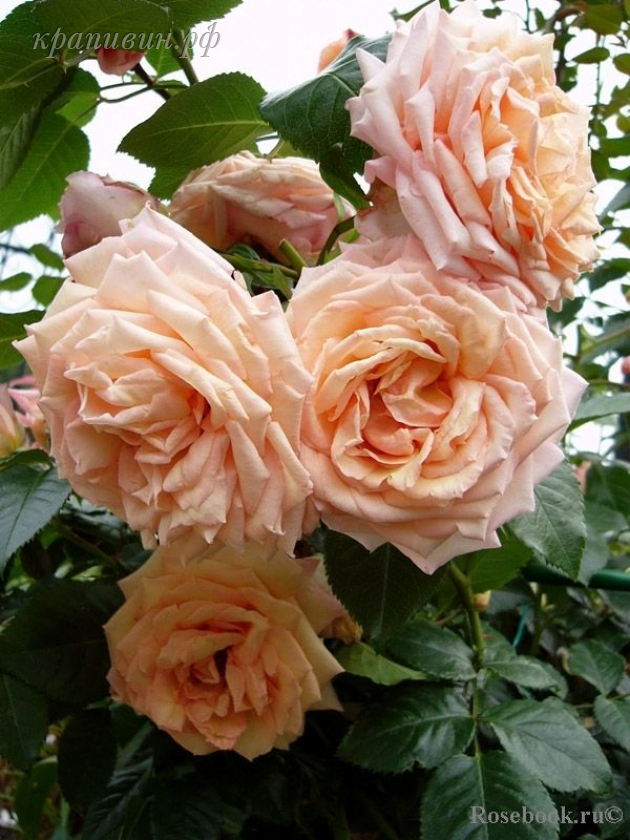 Плетистые розы на Урале