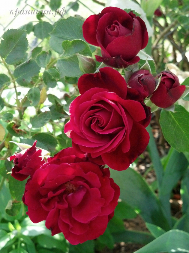 плетистая роза Don Juan купить в Екатеринбурге