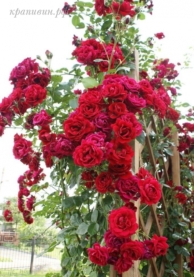 Плетистая роза Sympathie купить в Екатеринбурге