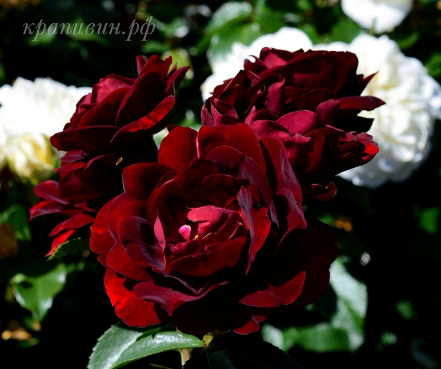 розы Дельбара купить в Екатеринбурге
