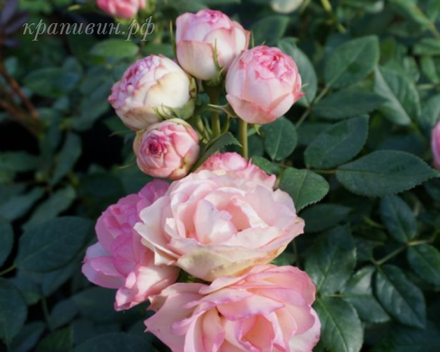 роза Lovely Rokoko купить в Екатеринбурге