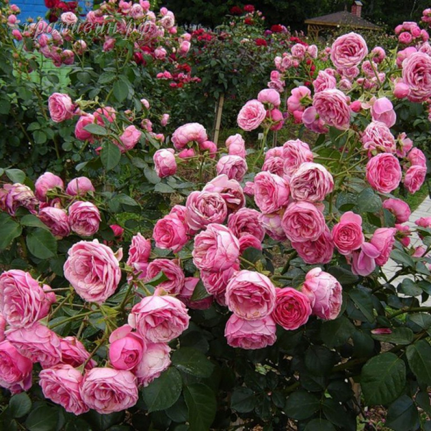 розы Кордеса купить в Екатеринбурге