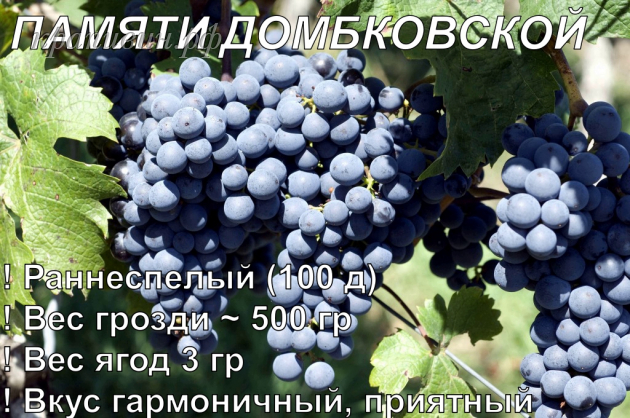 виноград памяти Домбковской купить 