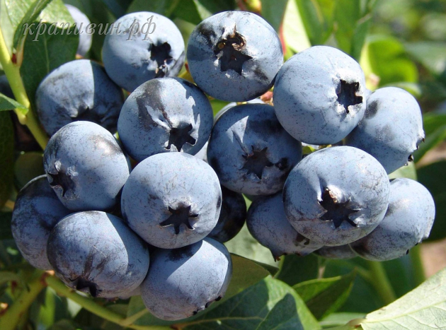 Голубика Чандлер купить