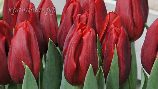 тюльпаны Каменск-Уральский купить