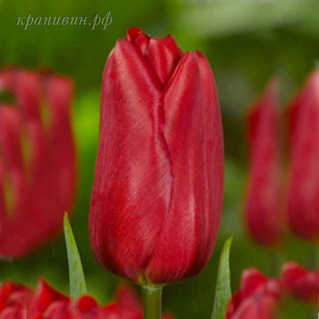 стронг лав тюльпаны купить