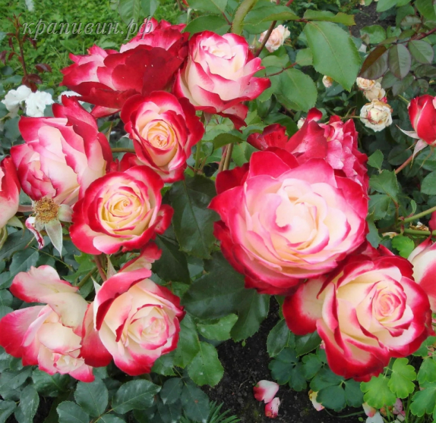 розы Уральский сад