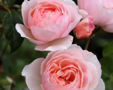 Heritage роза Остина