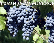 виноград для Урала купить