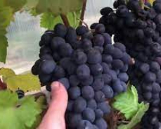 Купить виноград В ЕКАТЕРЕНБУРГЕ