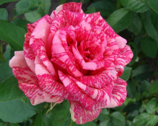 Pink Intuition rose