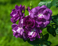 Rhapsody in Blue rose 