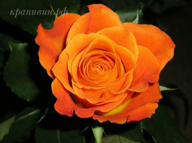 Оранжевые розы 