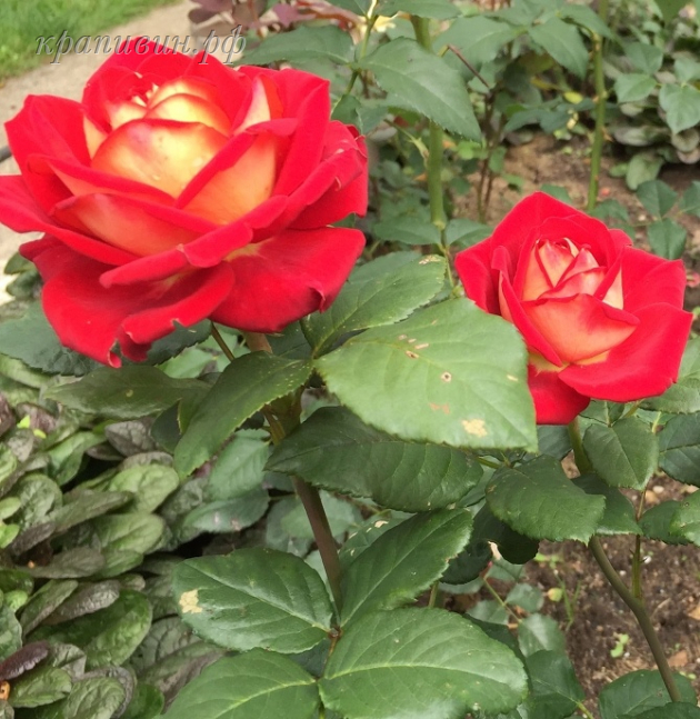 Саженцы роз в Екатеринбурге купить