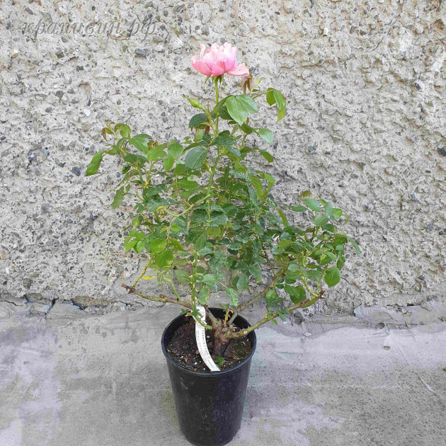 Розы Крапивина 