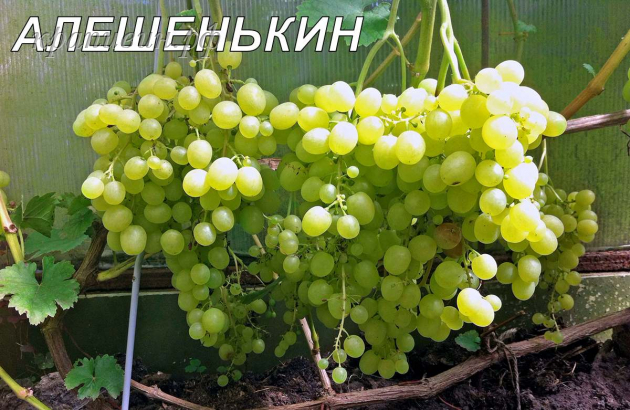 виноград Алешенькин купить