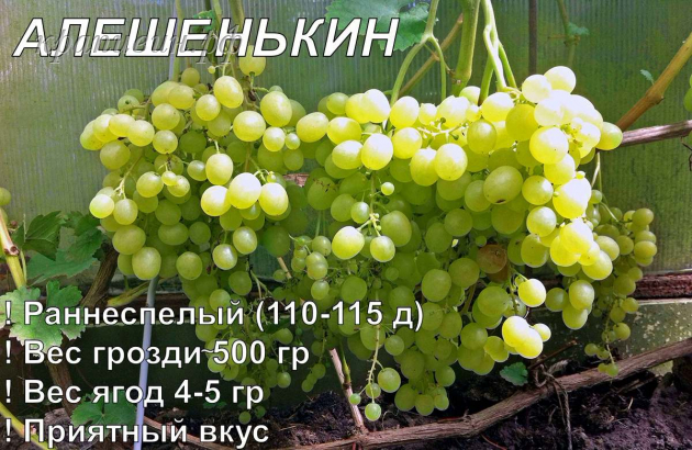 саженцы винограда купить в Екатеринбурге
