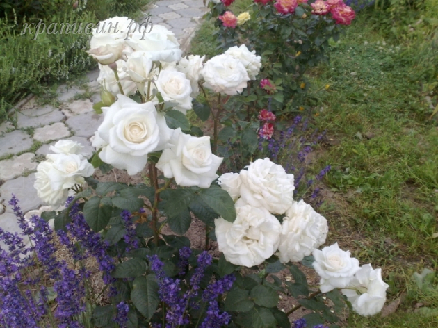 Купить саженцы роз в Екатеринбурге