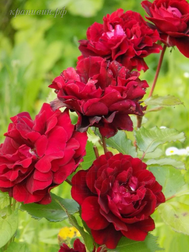 Саженцы роз в Екатеринбурге купить 